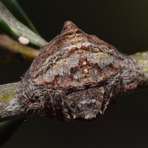 Dolophones sp. (genus) at Jerrabomberra, NSW - 26 Dec 2024