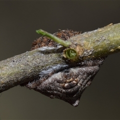 Dolophones sp. (genus) at Jerrabomberra, NSW - 26 Dec 2024