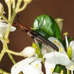 Syllitus microps (Longicorn or Longhorn beetle) at Acton, ACT - 10 Dec 2024 by AlisonMilton