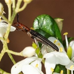 Syllitus rectus at Acton, ACT - 11 Dec 2024 08:40 AM