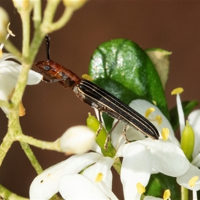 Syllitus microps (Longicorn or Longhorn beetle) at Acton, ACT - 10 Dec 2024 by AlisonMilton