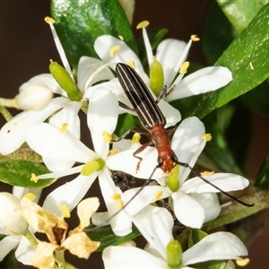 Syllitus rectus at Acton, ACT - 11 Dec 2024 08:40 AM