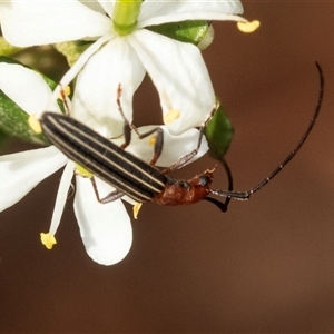 Syllitus rectus at Acton, ACT - 11 Dec 2024 08:40 AM