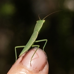 Orthodera ministralis at Bungonia, NSW - 19 Dec 2024 by AlisonMilton