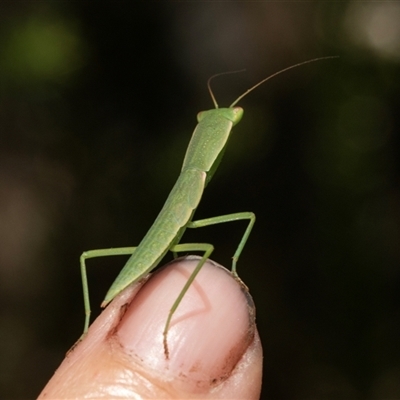 Orthodera ministralis at Bungonia, NSW - 19 Dec 2024 by AlisonMilton