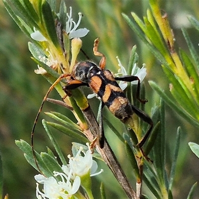 Aridaeus thoracicus (Tiger Longicorn Beetle) at Bungendore, NSW - 25 Dec 2024 by clarehoneydove