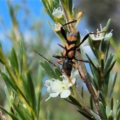 Aridaeus thoracicus at Bungendore, NSW - 25 Dec 2024