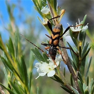 Aridaeus thoracicus at Bungendore, NSW - suppressed