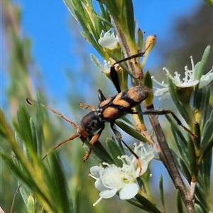 Aridaeus thoracicus at Bungendore, NSW - 25 Dec 2024