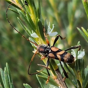 Aridaeus thoracicus at Bungendore, NSW - suppressed