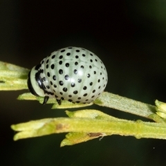 Dicranosterna immaculata (Acacia leaf beetle) at Acton, ACT - 11 Dec 2024 by AlisonMilton