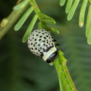 Dicranosterna immaculata at Acton, ACT - 11 Dec 2024