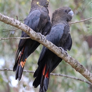 Calyptorhynchus lathami lathami (Glossy Black-Cockatoo) at Mittagong, NSW by GITM3