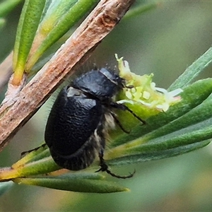 Liparetrus sp. (genus) at Bungendore, NSW - suppressed