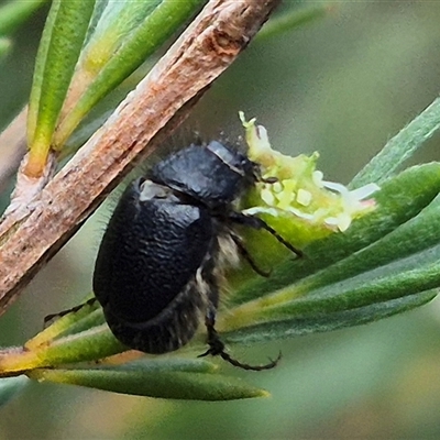 Liparetrus sp. (genus) (Chafer beetle) at Bungendore, NSW - 25 Dec 2024 by clarehoneydove