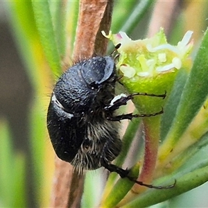 Liparetrus sp. (genus) at Bungendore, NSW - suppressed