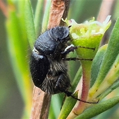 Liparetrus sp. (genus) at Bungendore, NSW - suppressed