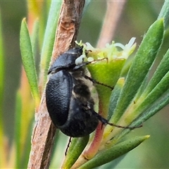 Liparetrus sp. (genus) at Bungendore, NSW - suppressed