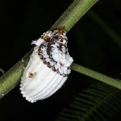 Icerya purchasi (Cottony cushion scale) at Acton, ACT - 11 Dec 2024 by AlisonMilton