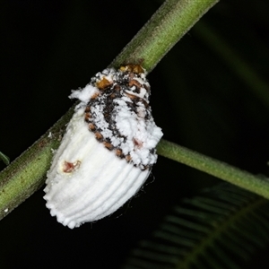 Icerya purchasi (Cottony cushion scale) at Acton, ACT by AlisonMilton