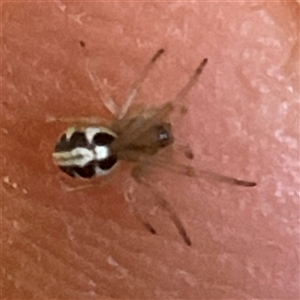 Phonognathidae (family) at San Isidore, NSW - 26 Dec 2024 11:28 AM