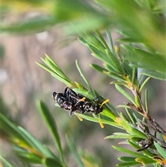 Scrobiger splendidus (Clerid beetle) at Bungendore, NSW - 25 Dec 2024 by clarehoneydove