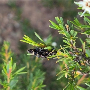 Scrobiger splendidus at Bungendore, NSW - suppressed