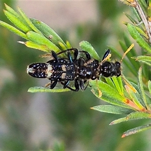 Scrobiger splendidus at Bungendore, NSW - suppressed