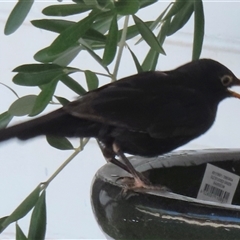 Turdus merula at North Wagga Wagga, NSW - 26 Dec 2024 12:13 PM