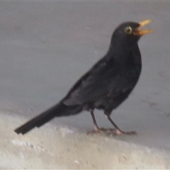 Turdus merula at North Wagga Wagga, NSW - 26 Dec 2024 12:13 PM