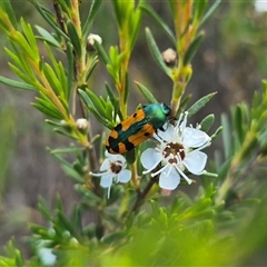 Castiarina scalaris (Scalaris jewel beetle) at Bungendore, NSW - 25 Dec 2024 by clarehoneydove