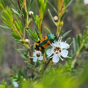 Castiarina scalaris at Bungendore, NSW - suppressed