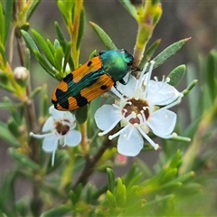 Castiarina scalaris at Bungendore, NSW - 25 Dec 2024