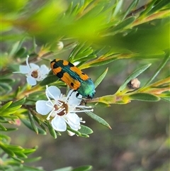 Castiarina scalaris at Bungendore, NSW - 25 Dec 2024