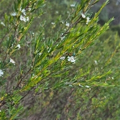 Castiarina scalaris at Bungendore, NSW - 25 Dec 2024