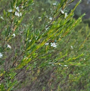 Castiarina scalaris at Bungendore, NSW - suppressed