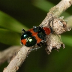 Dicranolaius bellulus (Red and Blue Pollen Beetle) at Acton, ACT - 10 Dec 2024 by AlisonMilton