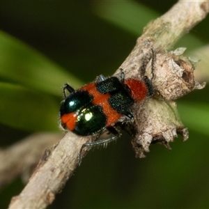 Dicranolaius bellulus (Red and Blue Pollen Beetle) at Acton, ACT by AlisonMilton