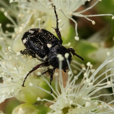 Microvalgus sp. (genus) (Flower scarab) at Acton, ACT - 11 Dec 2024 by AlisonMilton