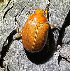 Anoplognathus porosus (Porosus Christmas beetle) at Ainslie, ACT - 24 Dec 2024 by Pirom