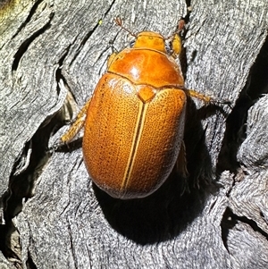 Anoplognathus porosus at Ainslie, ACT - 24 Dec 2024 10:24 PM