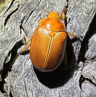 Anoplognathus porosus (Porosus Christmas beetle) at Ainslie, ACT - 24 Dec 2024 by Pirom