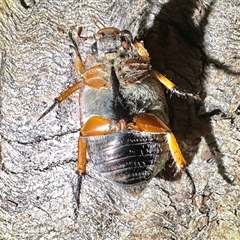 Anoplognathus porosus at Ainslie, ACT - 24 Dec 2024 10:24 PM