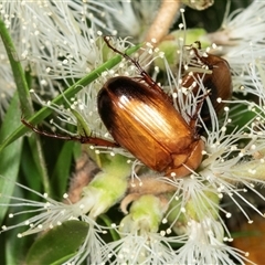 Phyllotocus macleayi (Nectar scarab) at Acton, ACT - 10 Dec 2024 by AlisonMilton