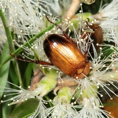 Phyllotocus macleayi (Nectar scarab) at Acton, ACT - 11 Dec 2024 by AlisonMilton