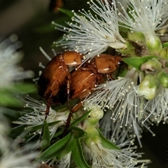 Phyllotocus macleayi at Acton, ACT - 11 Dec 2024 09:17 AM