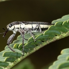 Rhinotia sp. (genus) (Unidentified Rhinotia weevil) at Acton, ACT - 10 Dec 2024 by AlisonMilton