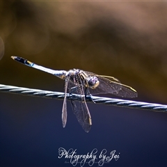 Orthetrum caledonicum (Blue Skimmer) at Kandos, NSW - 26 Dec 2024 by aussiejai