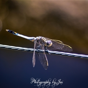 Orthetrum caledonicum at Kandos, NSW - suppressed