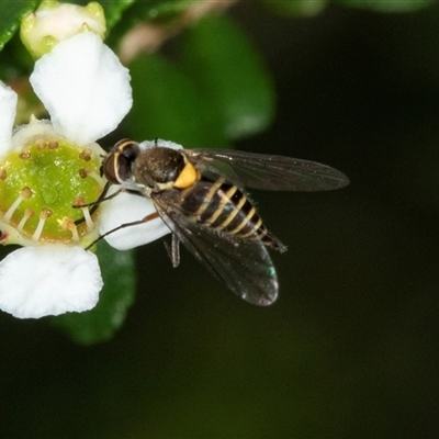 Australiphthiria hilaris (Slender Bee Fly) at Acton, ACT - 11 Dec 2024 by AlisonMilton